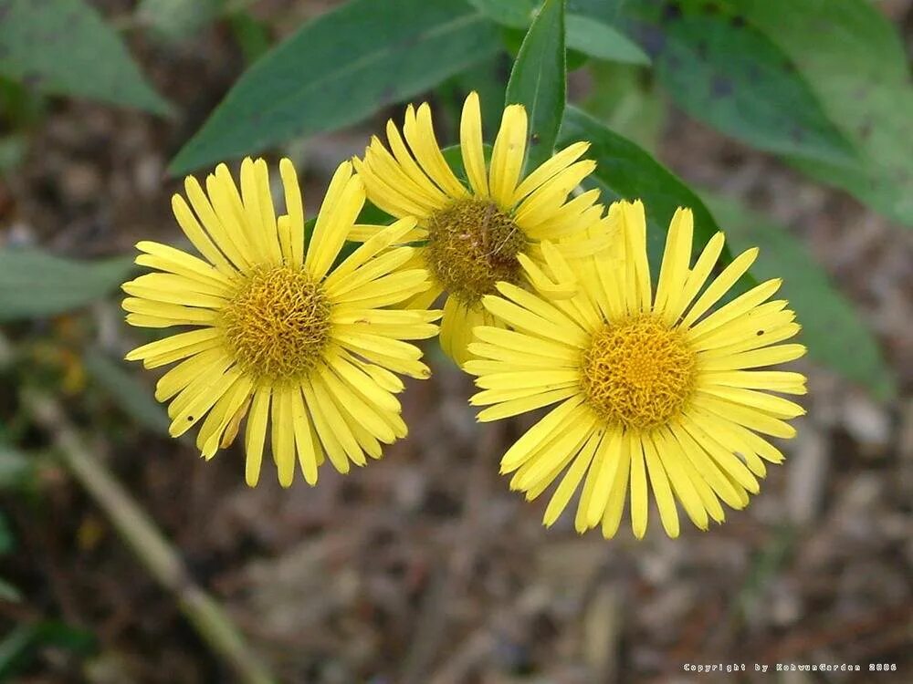 Девясил листья. Девясил полынь. Девясил иволистный. Девясил полынь. Девясил иволистный.