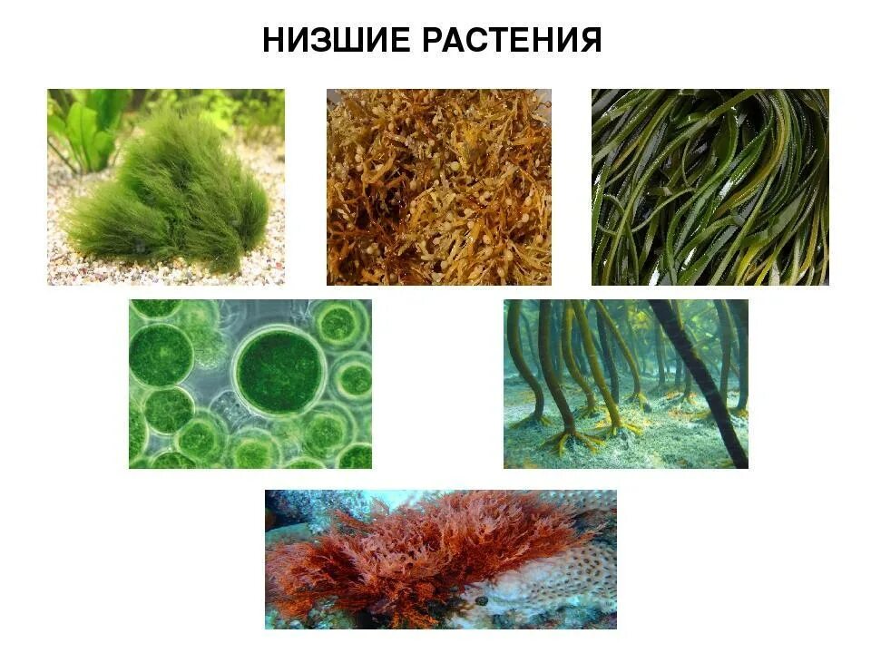 Водоросли освоили среду обитания. Биология 5 класс водоросли-низшие растения. Низшие растения. Подцарства низшие растения. Водоросли их разнообразие.