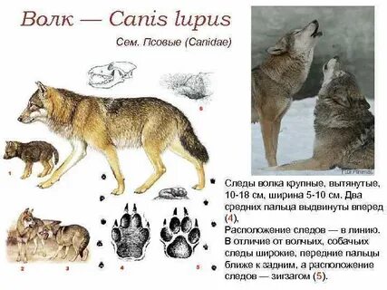Как отличить волка от собаки по внешнему