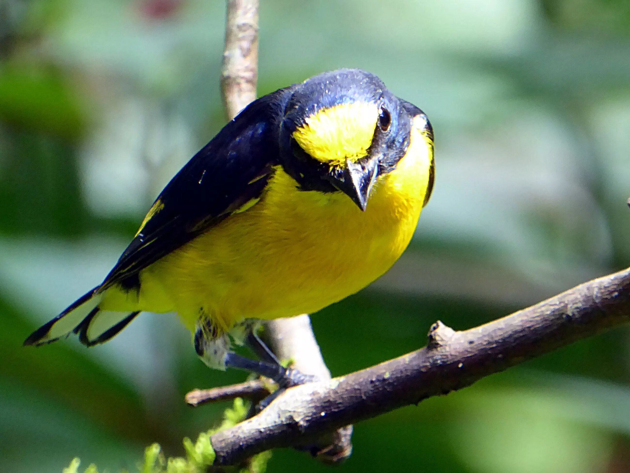 Черно зеленая птичка. Желтогрудая трясогузка. Птица Yellow Rumped Warbler. Птица желтогрудка. Желтобрюхая синица.