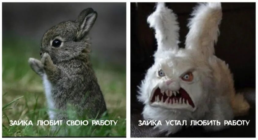 Зайка я есть хочу. Обидели зайку. Ты меня обидел. Я зайка мем. Хочу тебя картинки.