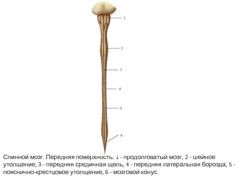 Поясничное утолщение спинного мозга. Шейное и пояснично крестцовое утолщение спинного мозга. Шейное утолщение спинного мозга. Шейное и поясничное утолщение спинного мозга.