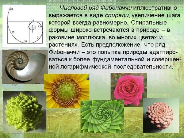 Фибоначчи что это такое простыми. Ряд фибоначчи и золотое сечение. леонардо фибоначчи золотое сечение. фибоначчи последовательность чисел. фибоначчи в природе.