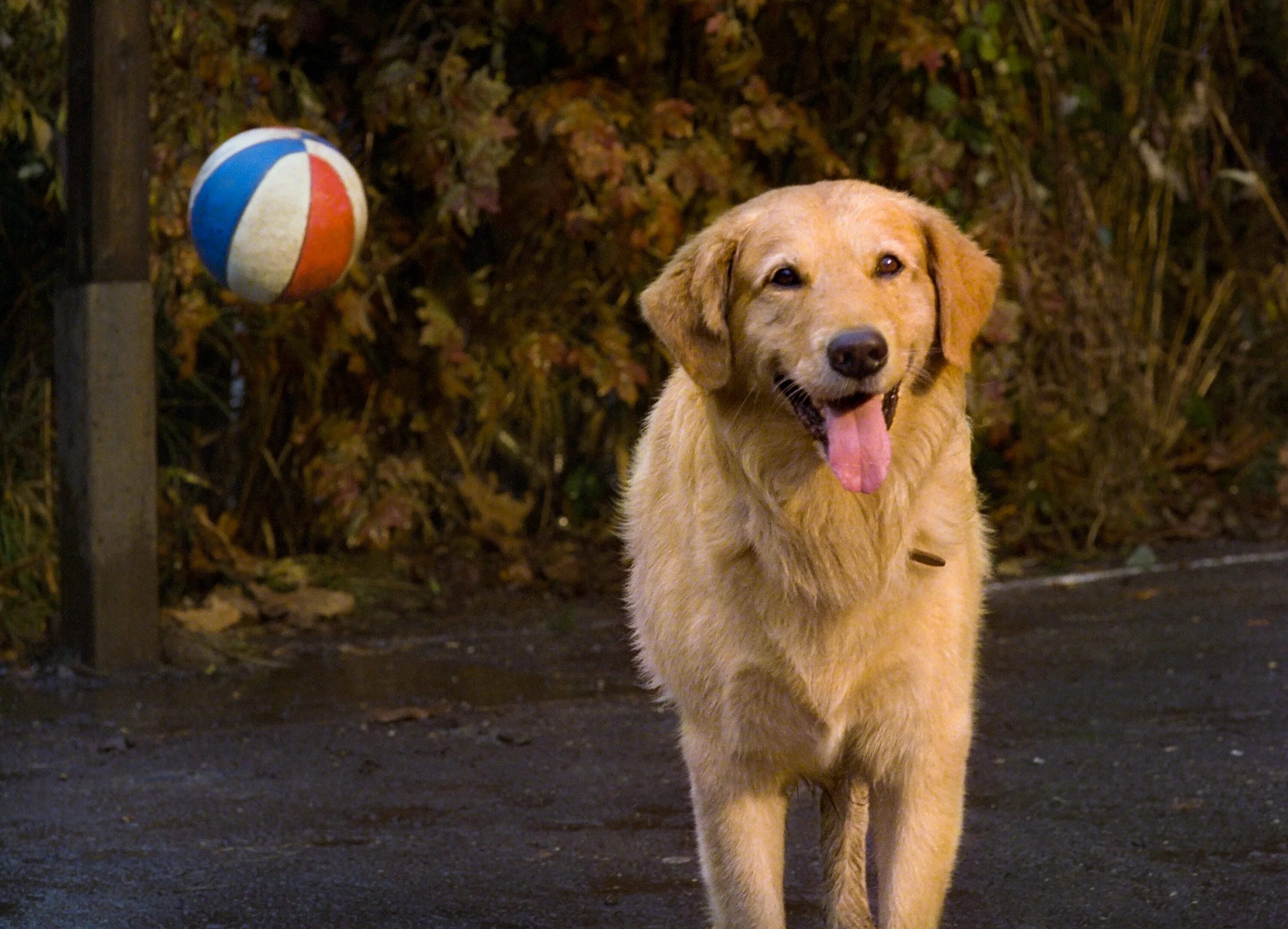 Про бадди. Золотистый ретривер Бадди. Пес Бадди Король воздуха. Air Bud (Король воздуха)1997.