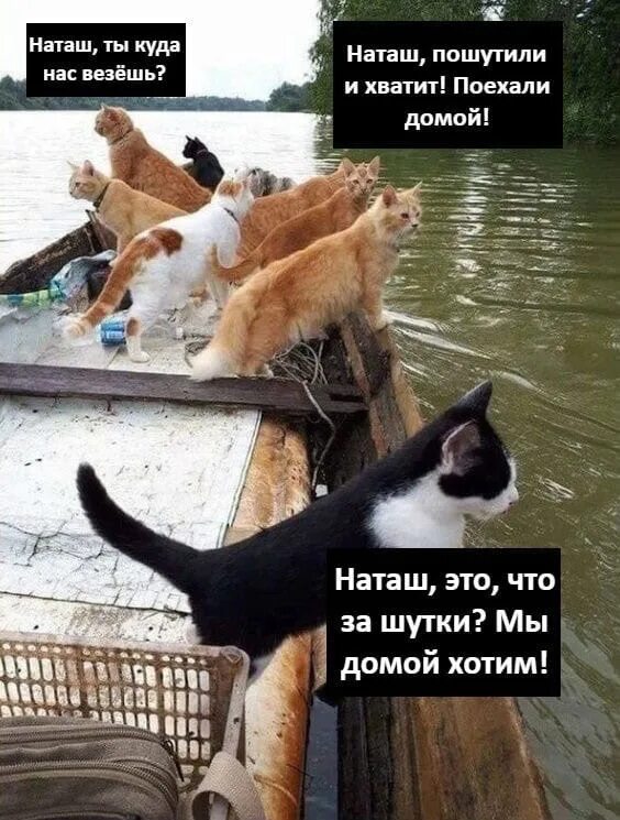 Наташа и коты. Приколы про Наташу и котов. Мем про Наташу и котов. Демотиваторы Наташа и коты. Зови меня лови меня