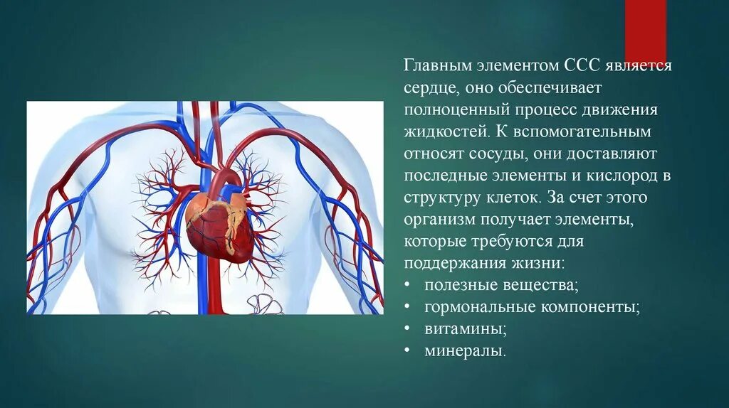 Центр дыхания и сердечно сосудистой деятельности. Сердечно сосудистая система. Инструментальные исследования сердечно сосудистой системы. Методики исследования сердечно-сосудистой системы. Сердечно сосудистая система презентация.