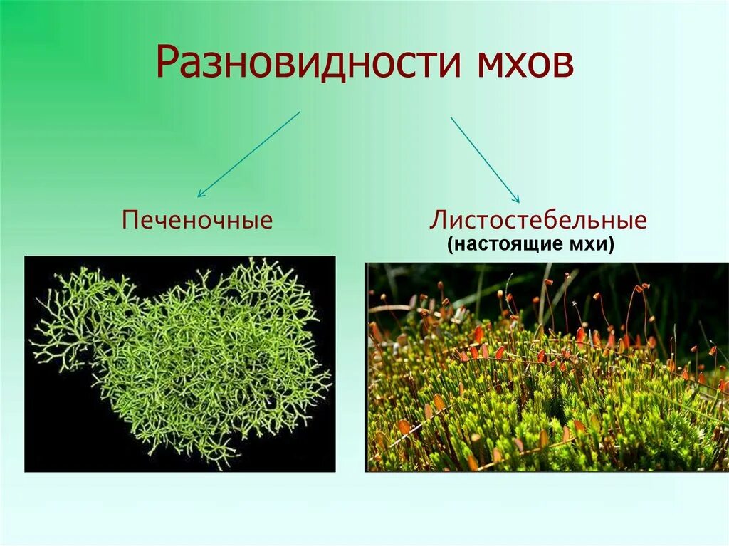 3 примера растений мхи. Листостебельные мхи. Мхи печеночные и листостебельные. Мхи Моховидные растения. Листостебельные мхи мхи представители.