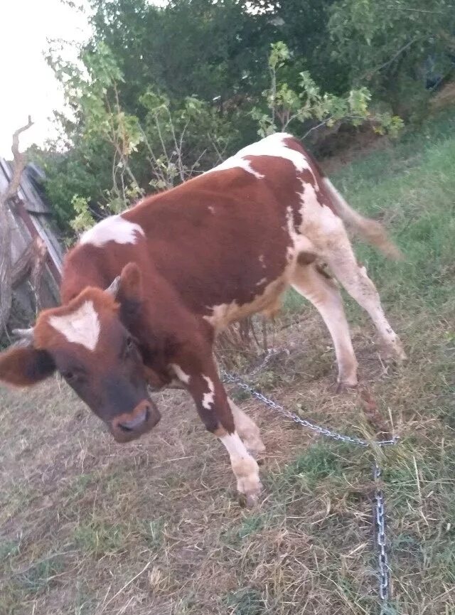 Телята бычки. 8 бычки. Молодняк крупного рогатого скота. Русская корова. 8 бычки.