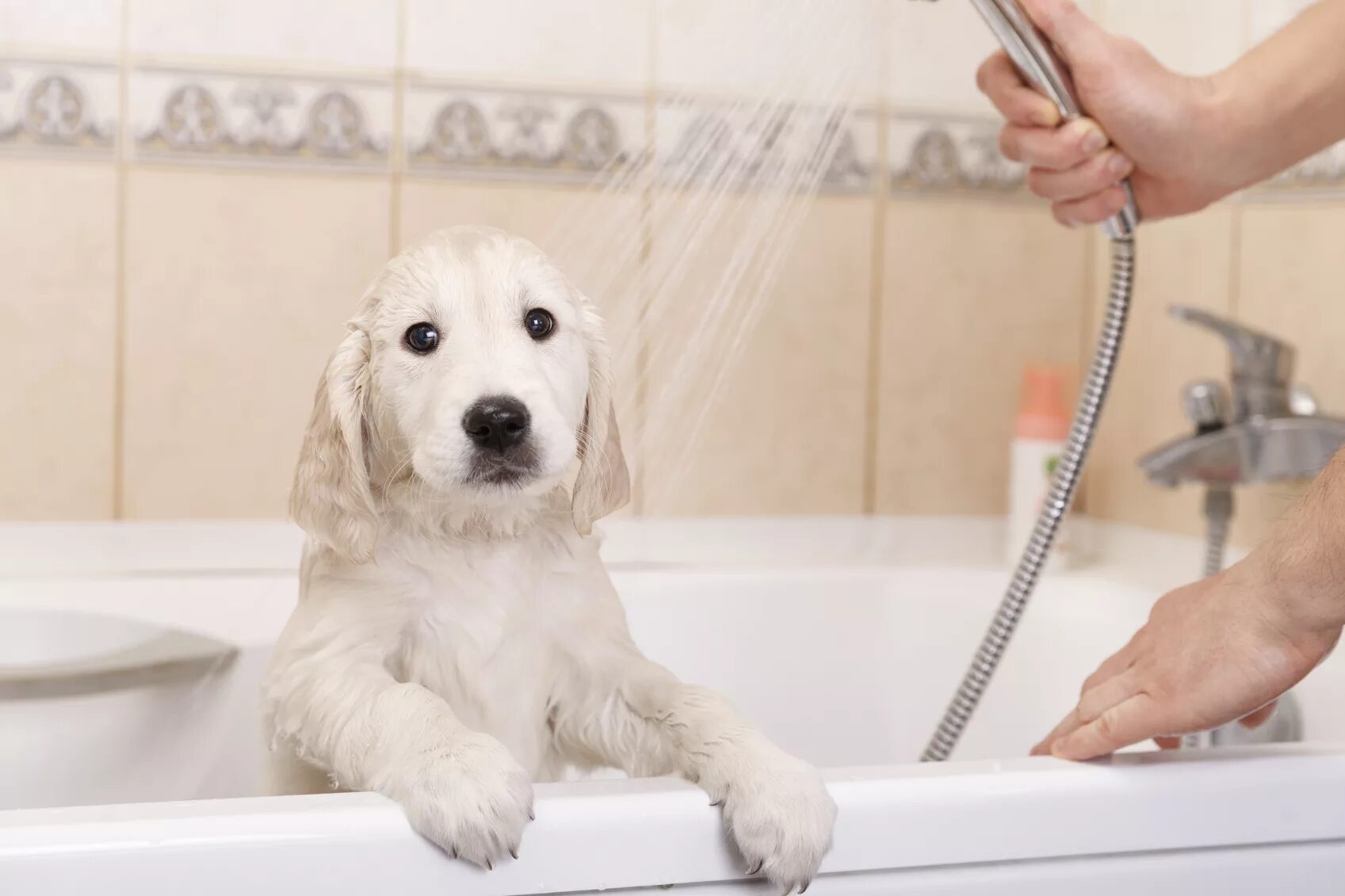 Мытье собаки. Собака в ванной. Для мытья собаки в ванной. Собака моется.