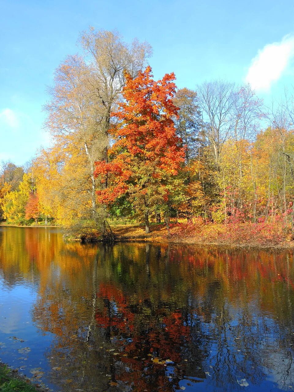 октябрем 1 4 0 4. открытка на день пожилого человека и день учителя. елагин остров пейзажи. осень. осенний листопад.