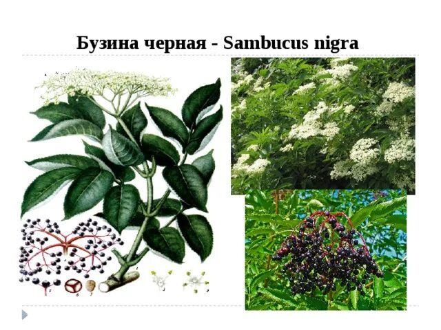 Бузина что означает. Бузина опасное растение. бузина вильямса (sambucus williamsii).