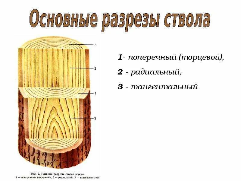 Поперечный и продольный срез. Разрезы древесины поперечный п радиальный р тангенциальный т. Основные части поперечного разреза ствола. Основные части торцевого разреза ствола дерева. Поперечный продольный тангенциальный разрезы древесины.