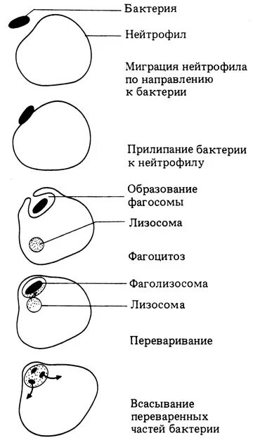 Фагоцитоз захват и переваривание бактерии нейтрофилом. Прилипание бактерий к фагоцитозу. Фагоцитоз -- это процесс захвата. Переваривание в фагоцитозе.