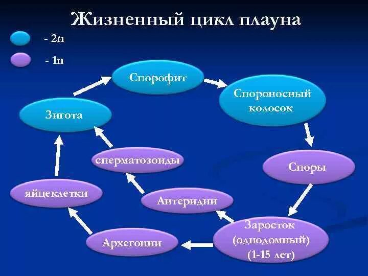 Плауны 7 класс биология жизненный цикл. Жизненный цикл плауновидных схема. Жизненный цикл плауна схема. Цикл плауна ЕГЭ.