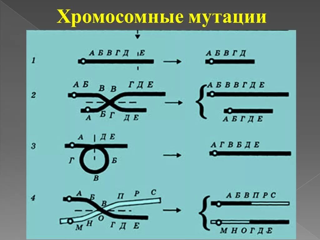Хромосомные мутации выпадающие. Хромосомные мутации. хромомосомные мутации. хромосомные мутации рисунок. виды хромосомных мутаций.