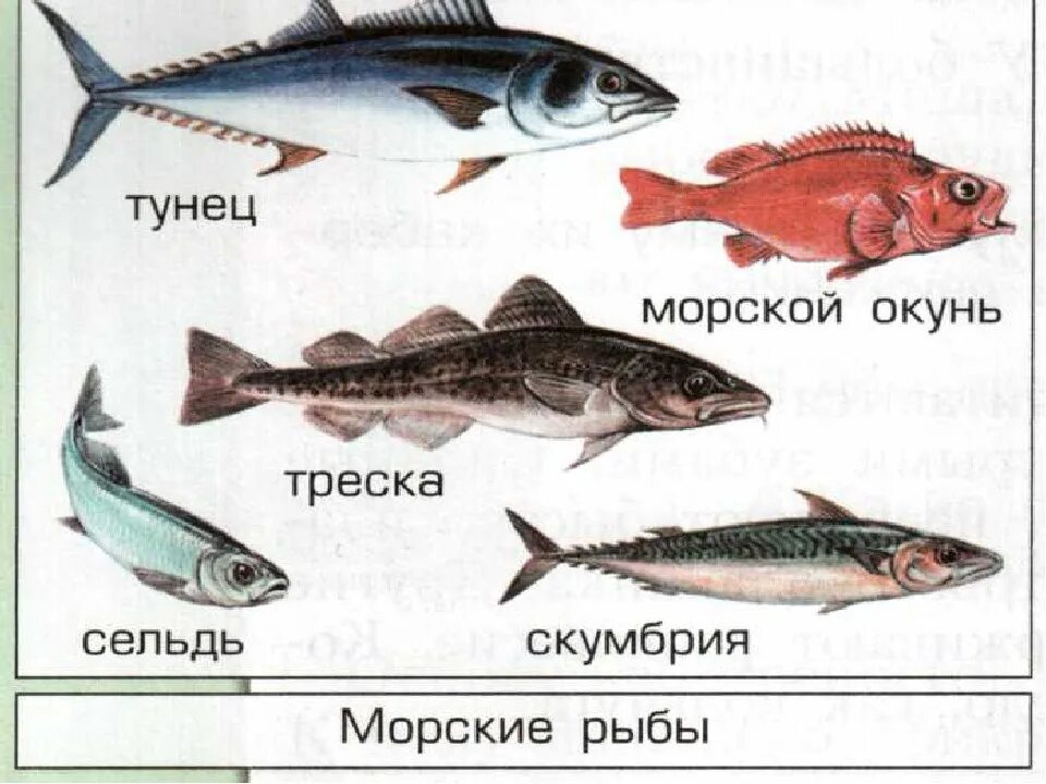 Название рыб. Морские рыбы для детей. Морские рыбы с названиями для детей. Рыбы картинки для детей с названиями.