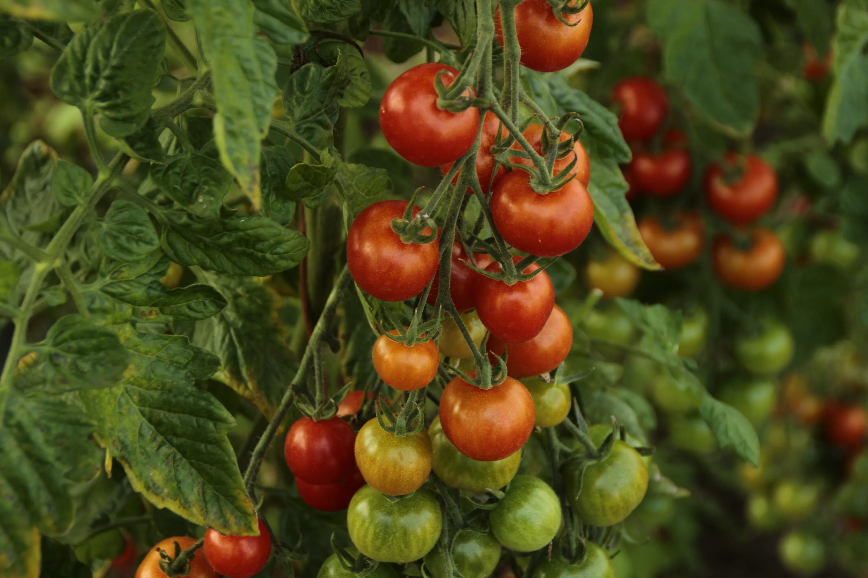 Урожай помидор в теплице. Томат Garden Berry. Помидоры в огороде. Томаты на грядке. Куст томата.