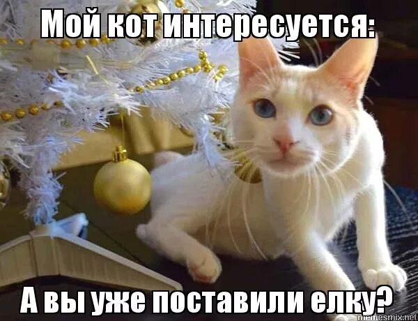 котоматрица новый год. кот и елка приколы. мемы кот и елка. а вы уже поставили елку. кот джонни кэтсвилл.