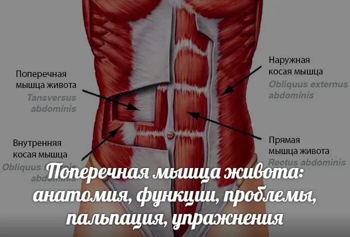 Поперечная мышца живота упражнения. Поперечная мышца живота анатомия. Transverse abdominis мышца. Поперечная косая мышца живота.