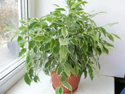 Фикус бенджамина кинки уход