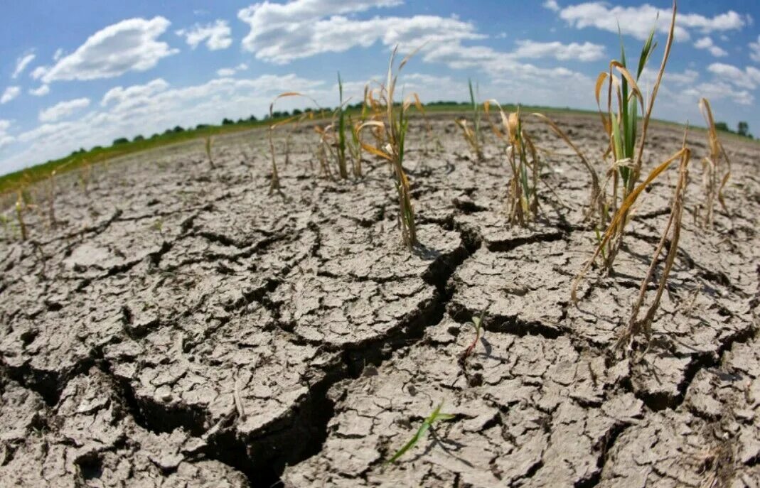 Засушливое лето морозная зима с сильными ветрами. Засуха. Почвенная засуха. Загрязнение и истощение почвы. Беларусь засуха.