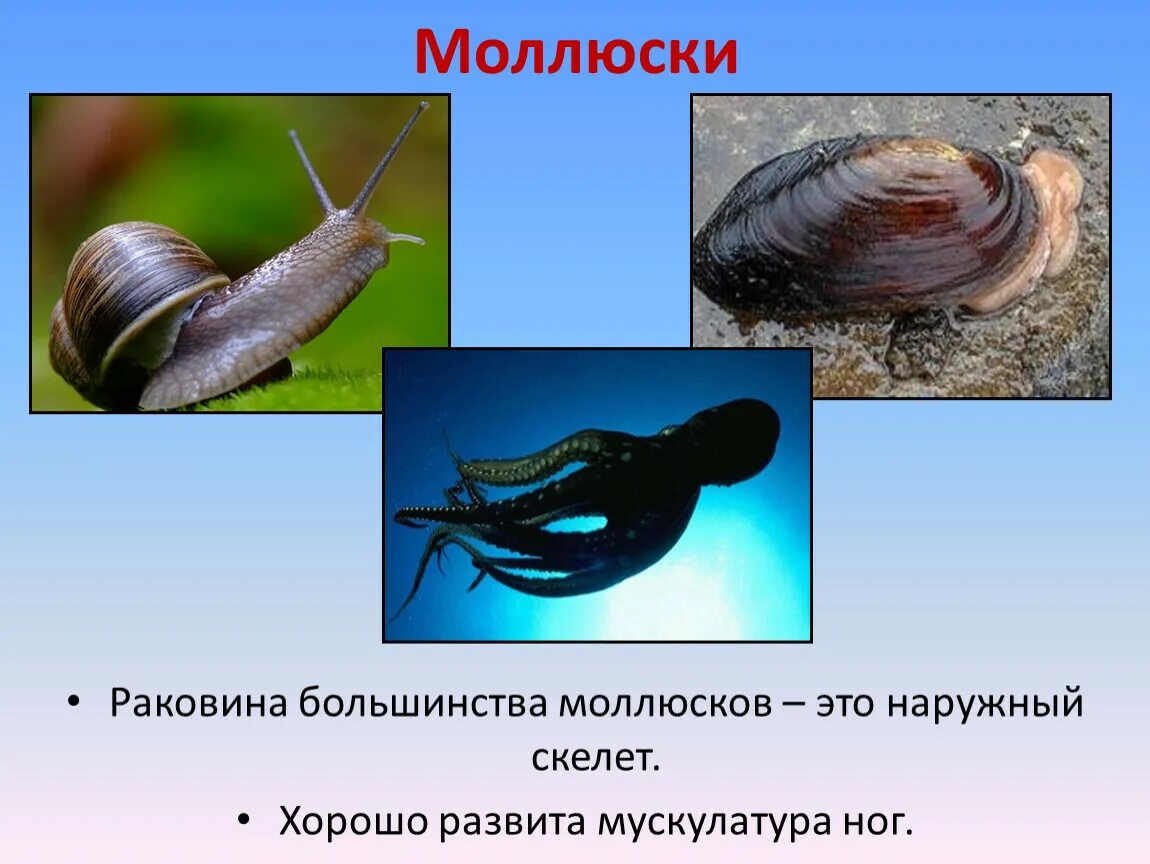 Какой скелет у мидии. Моллюск фильтратор. конечности моллюсков. раковина это наружный скелет.
