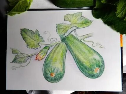 Класс кабачка
