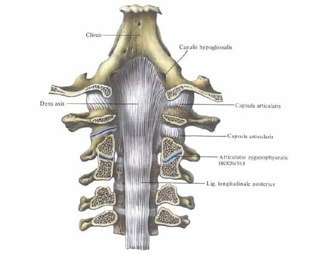 Задняя продольная связка позвоночного столба. Связки и суставы шейных позвонков и затылочной кости вид изнутри. Межпозвонковый сустав шейного отдела позвоночного столба. Анатомия позвонка связки.
