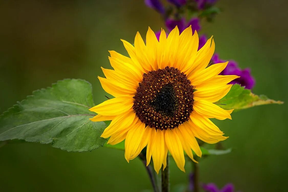 Подсолнечник остролистный. Helianthus annuus (sunflower) seed oil. Подсолнух растение. Подсолнух цветок. Подсолнечник 'пачино' (желтый, микс).