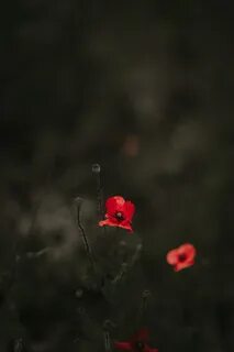 Красное и черное поле