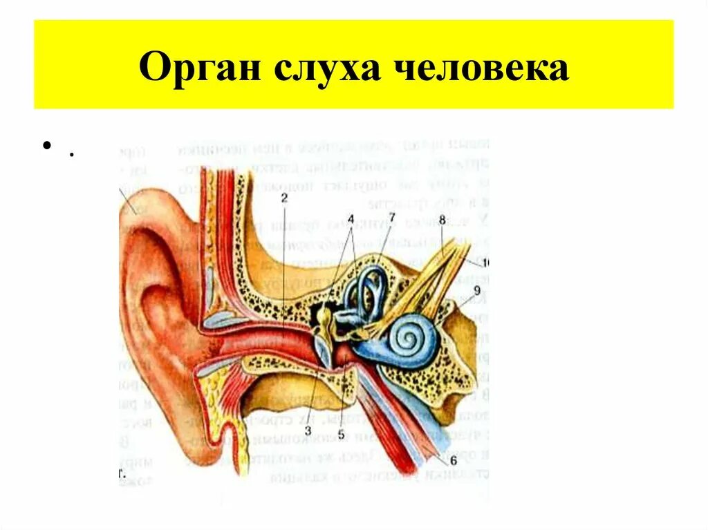 Основные органы слуха. Строение среднего и внутреннего уха человека. Орган слуха анатомия человека. Строение органа слуха человека анатомия. Строение органа слуха.