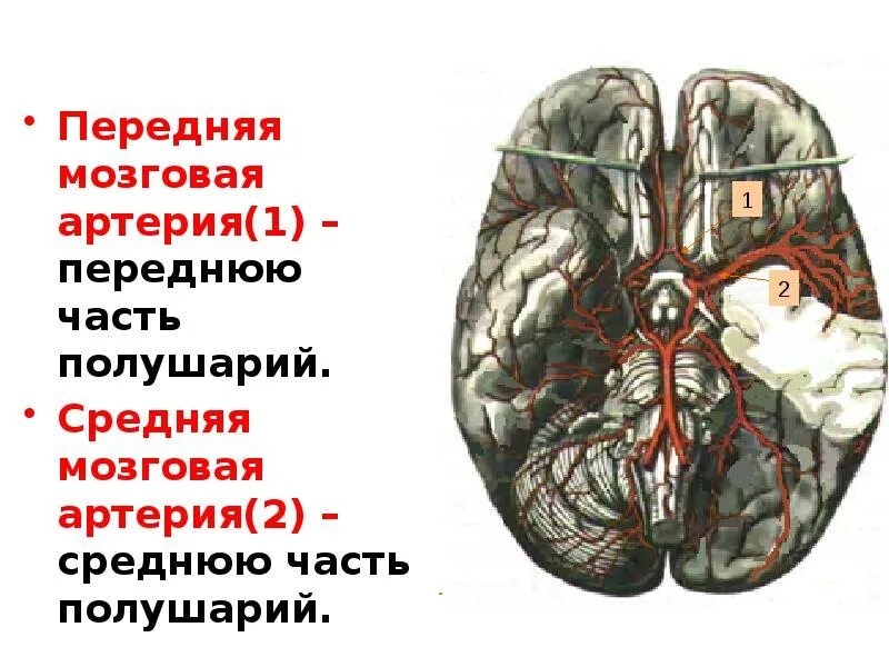 Артерии среднего мозга