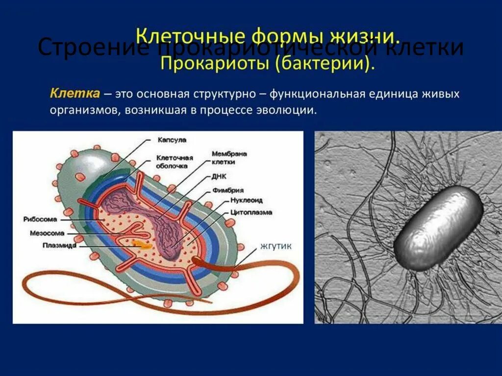 Жизненные формы клетки. Форма жизни бактерий. Клеточные формы жизни бактерии. Форма прокариотической клетки. Нуклеоид Прокариотическая клетка.