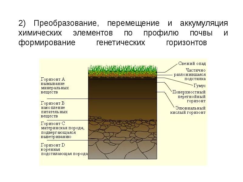 Как формируется почва