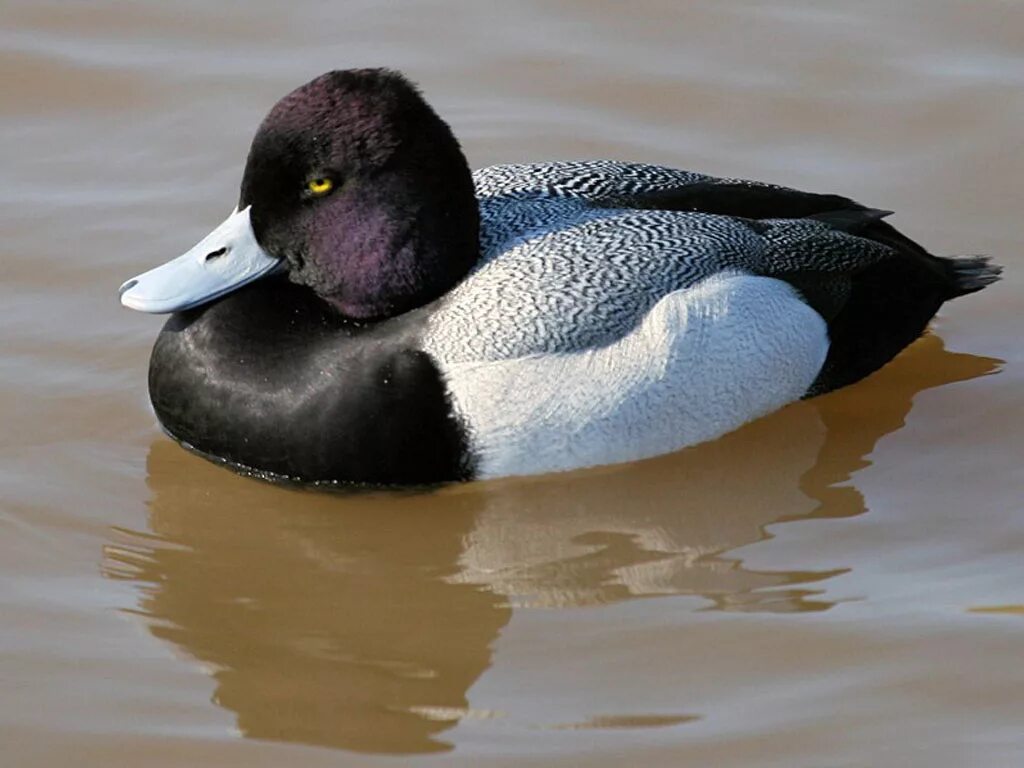 Гусеобразные (anseriformes),. Гусеобразные представители. Свиязь красноголовый. Гусеобразные (anseriformes),. Отряд гусеобразные образ жизни.
