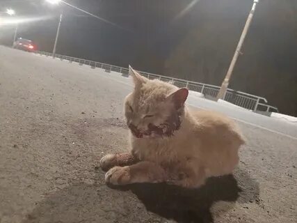 Сбитые машиной коты
