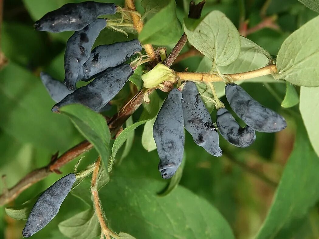 Жимолость названия сортов. Жимолость Lonicera edulis. Жимолость съедобная ягода. Жимолость съедобная (Lonicera edulis `нимфа`). Жимолость съедобная (Lonicera edulis `Амфора`).