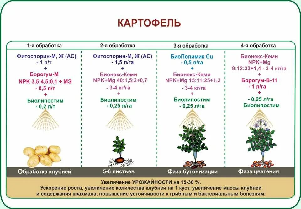Подкормка картофеля во время бутонизации и цветения. Процесс роста картофеля. фазы развития картофеля. фазы вегетации картофеля. схема обработки картофеля.