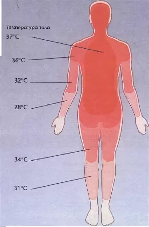 Карта температуры тела человека. Температура на различных участках тела. Температура разных участков тела человека. Температура тела человека в разных частях тела. Руки разной температуры