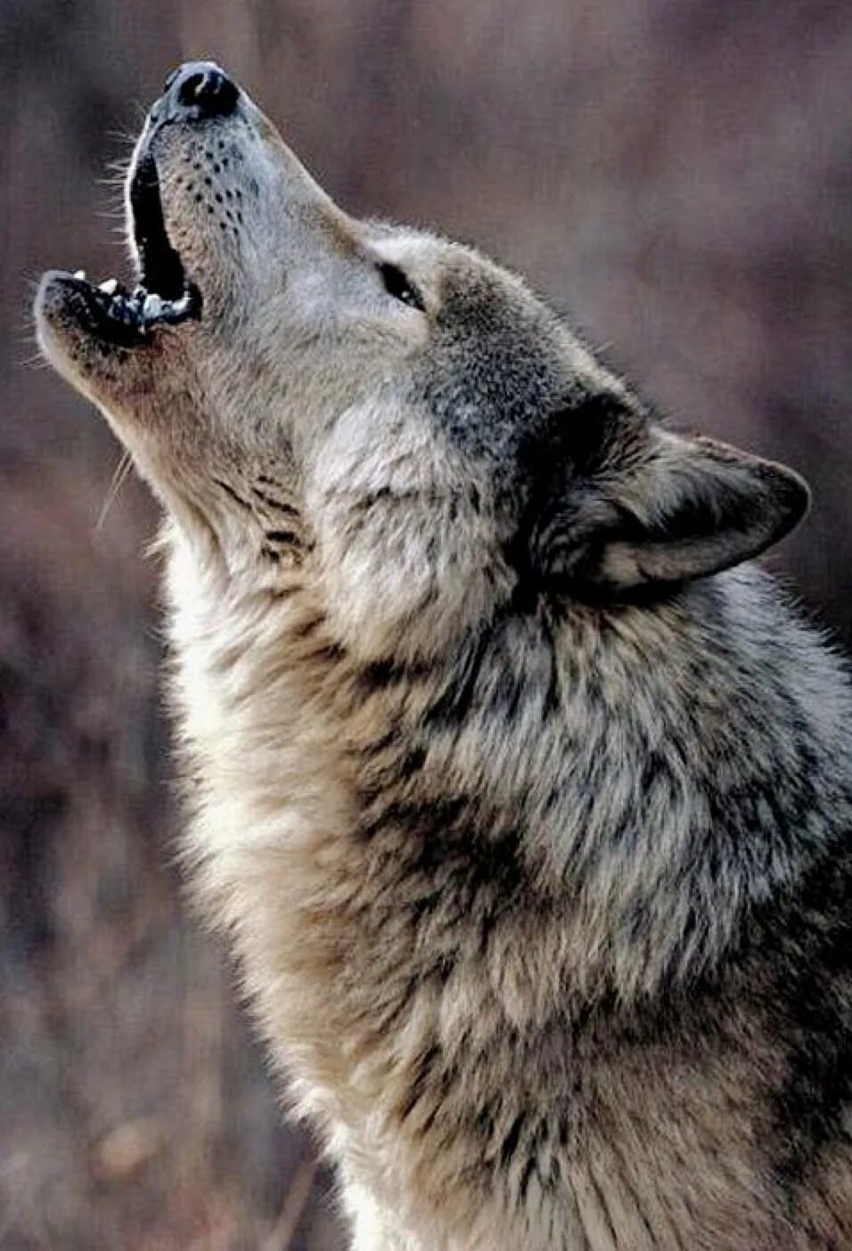 Вой волка долго. Воющий волк. Воющий волк. Вой волка долго. Воющий волк.