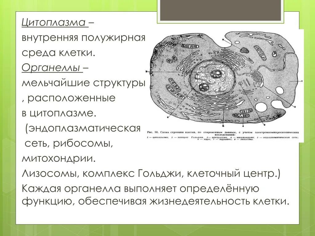 Жизненные функции клеток. Клеточный центр и рибосомы на строении клеток. Эндоплазматическая сеть комплекс Гольджи митохондрии. Строение клетки мембрана цитоплазма органоиды ядро. Митохондрии, рибосомы, комплекс Гольджи, лизосомы, клеточный центр.