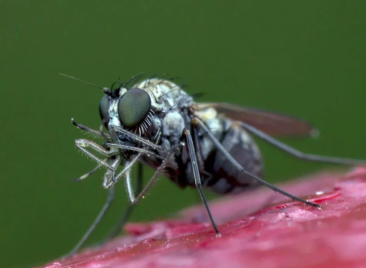 Отряд двукрылые мухи. Отряд Двукрылые (Diptera). Муха (насекомое) Двукрылые. Москит двукрылый. 2. Двукрылые.