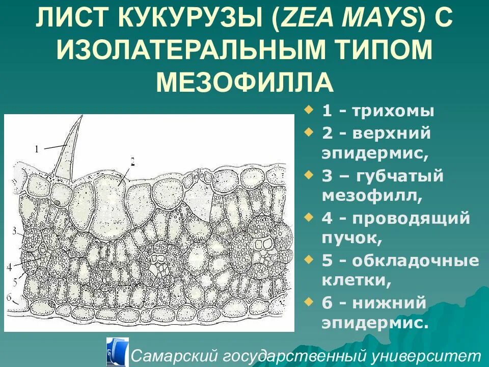 Строение листьев кукурузы. Поперечный срез листа zea mays. строение листа кукурузы ( zea mays ) с изолатеральным типом мезофилла:. строение мезофилла листа. срез листа кукурузы.