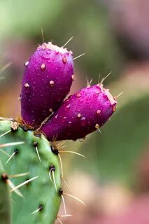 Prickly pear