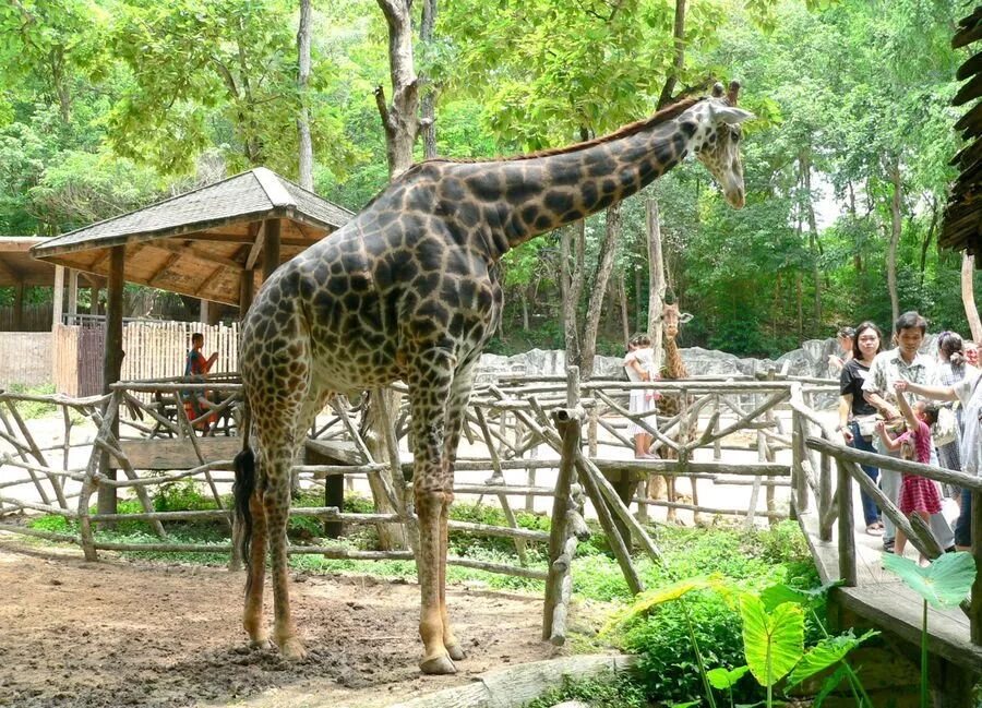 Май зоопарк. Чиангмай зоопарк. Chiang mai Zoo Таиланд. Зоопарк Чианг мая.. Таиланд зоопарк Бакок.