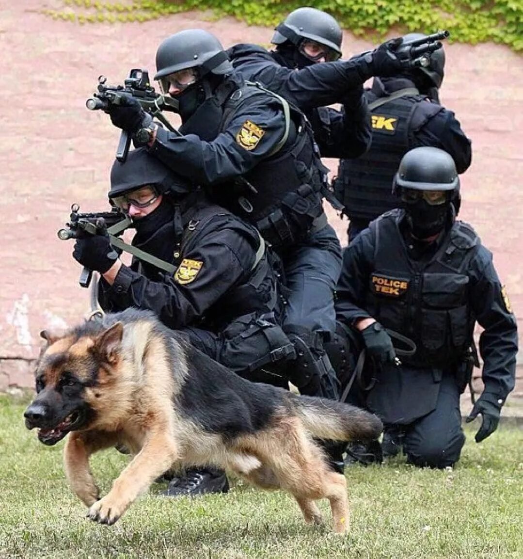 Собака в форме человека. Police k9 Доберман. Собаки немецкая овчарка в полиции. Немецкая овчарка ариец. Полицейский с собакой.