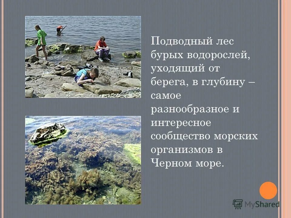 на какой глубине бурые водоросли