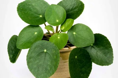 Пилея пеперомиевидная (Pilea peperomioide) 