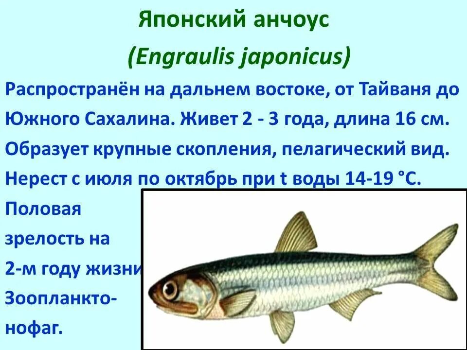 Почему численность промысловых рыб. Промысловые рыбы презентация. Характеристика семейств рыб. Семейства промысловых рыб. Промысловые рыбы таблица.