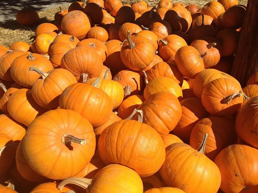 Тыква оранжевого цвета. Цветовая палитра оранжевый. Сочетание цветов с оранжевым. Цветные тыквы. Тыква оранж саммер.